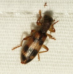 Cymatodera undulata