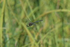 Somatochlora albicincta