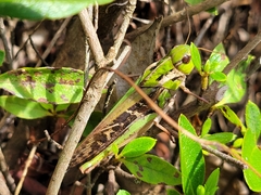 Gastrimargus marmoratus