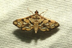 Hileithia magualis