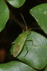Savius rufomarginatus