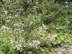 Eupatorium formosanum