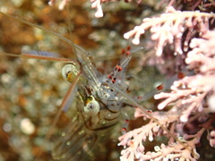 Palaemon affinis