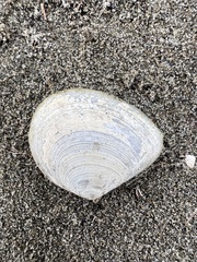 Macomona liliana