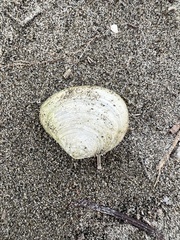 Macomona liliana