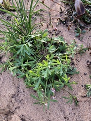 Trachymene cyanopetala