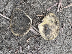 Macomona liliana