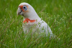 Cacatua tenuirostris