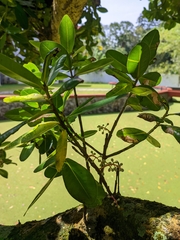 Calophyllum inophyllum