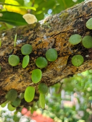 Lemmaphyllum microphyllum