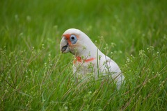 Cacatua tenuirostris