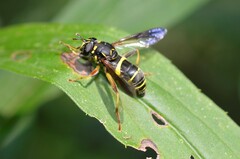 Spilomyia sayi
