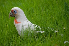 Cacatua tenuirostris