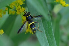 Spilomyia sayi