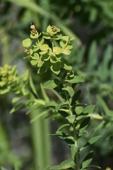 Euphorbia virgata