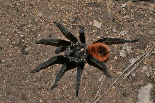 Mexican Red-rump Tarantula