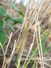 Brachynemurus
