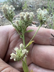 Sericocarpus oregonensis