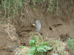 Tigrisoma mexicanum