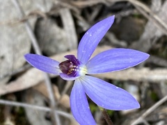 Cyanicula caerulea