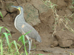 Tigrisoma mexicanum