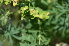 Euphorbia virgata