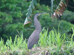 Tigrisoma mexicanum