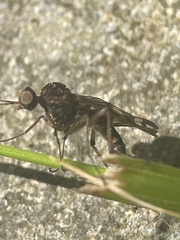 Sylvicola dubius