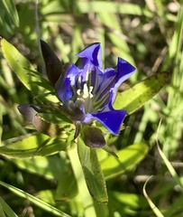 Gentiana puberulenta