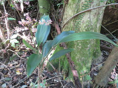 Cordyline petiolaris
