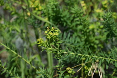 Euphorbia virgata