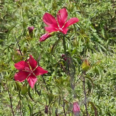 Hibiscus coccineus