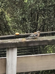 Fringilla coelebs gengleri