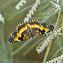 Chlosyne californica