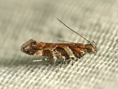 Aristotelia roseosuffusella