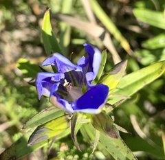 Gentiana puberulenta