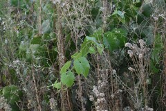 Vitis californica