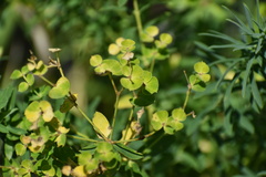 Euphorbia virgata