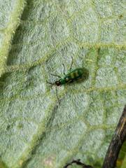 Diabrotica balteata