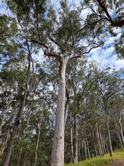 Corymbia citriodora