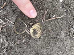 Macomona liliana