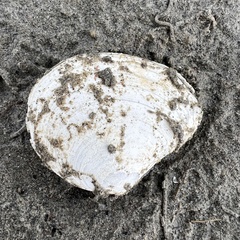 Macomona liliana