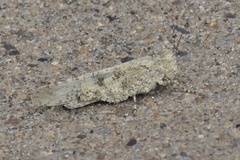 Trimerotropini