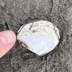 Macomona liliana