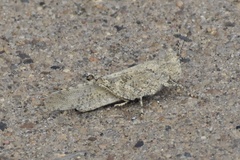 Trimerotropini