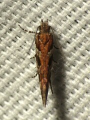 Aristotelia roseosuffusella