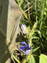 Gentiana puberulenta