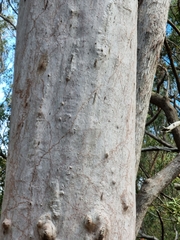 Corymbia citriodora