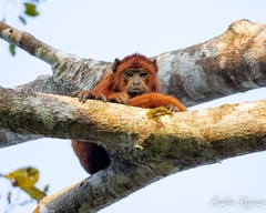 Alouatta seniculus