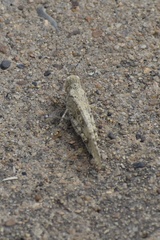 Trimerotropini